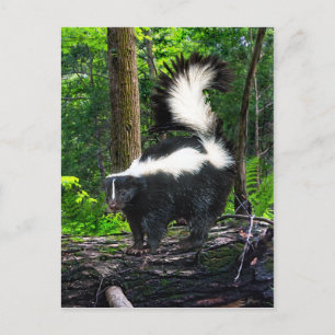 Carte postale "Bomba"