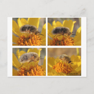 Carte Postale Bombyliidae de famille