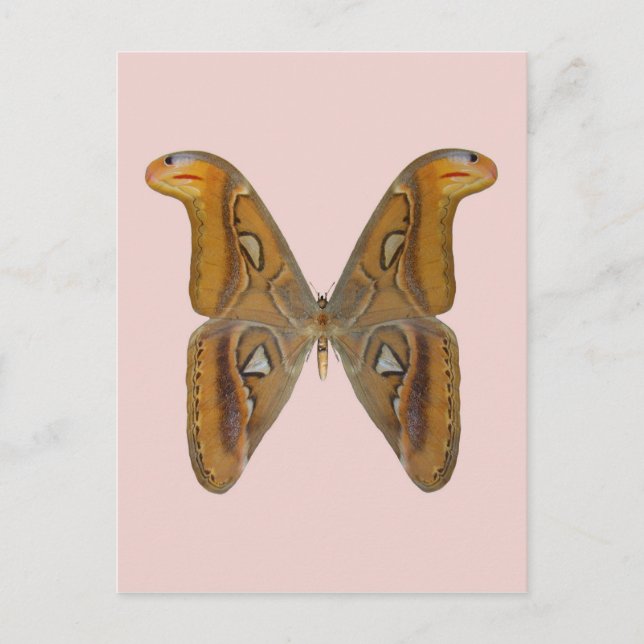 Carte Postale Bombyx atlas (Devant)