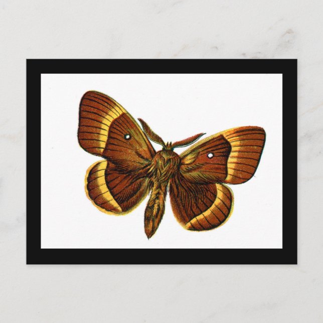 Carte Postale Bombyx quercus mâle (Devant)