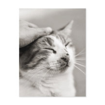 Bon chou ! -Carte postale