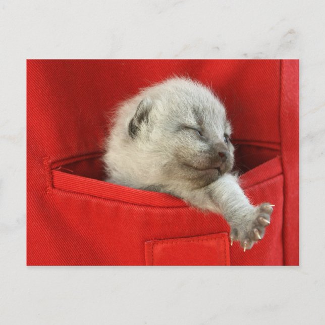 Carte Postale Bon matin (Devant)