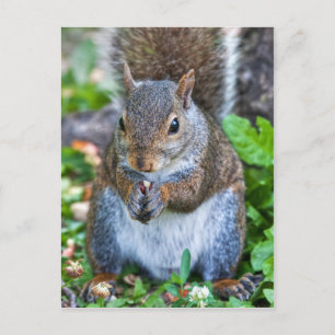 Carte Postale Bon Pour Le Dernier Bite