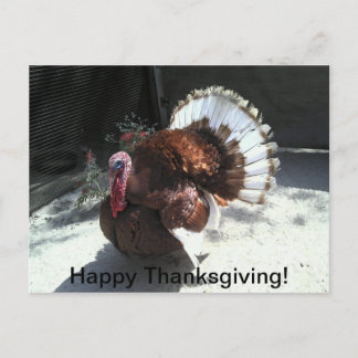 Carte postale bon thanksgiving