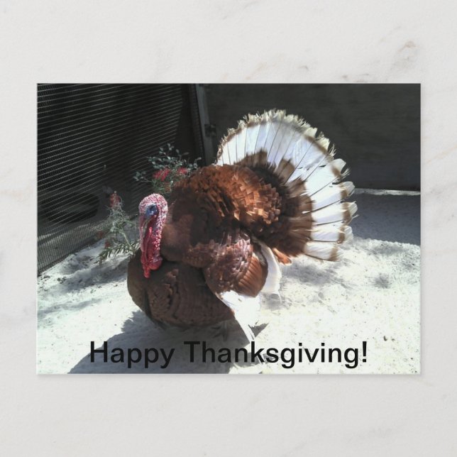 Carte postale bon thanksgiving (Devant)