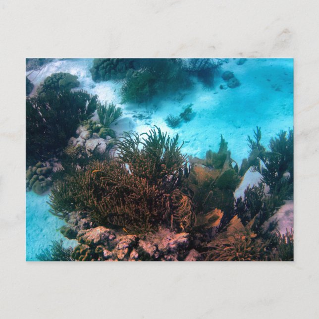 Carte Postale Bonairean Reef Personnalisé (Devant)