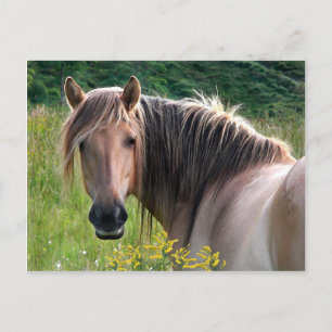 Carte Postale "Bonar"