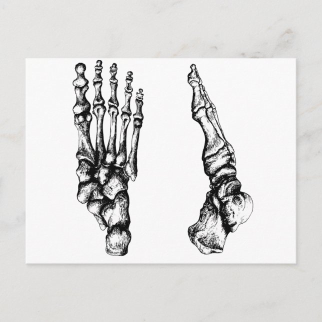 Carte Postale Bones of the human foor. (Devant)