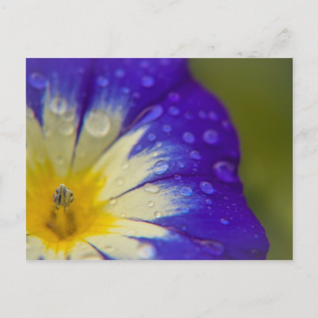 Carte Postale Bonheur (Devant)