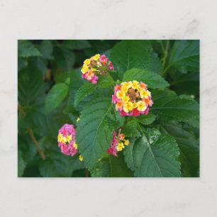 Carte postale Bonheur de demain (fleurs)