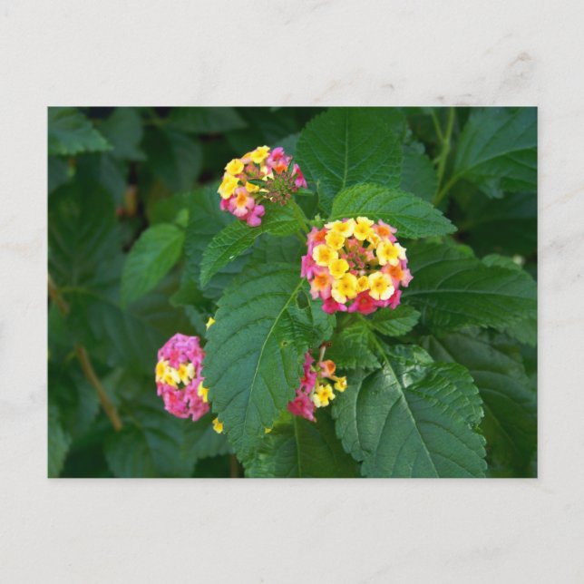 Carte postale Bonheur de demain (fleurs) (Devant)