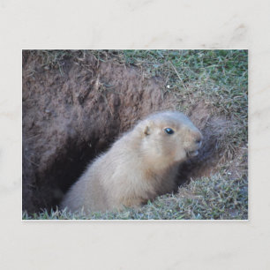 Carte Postale Bonjour 