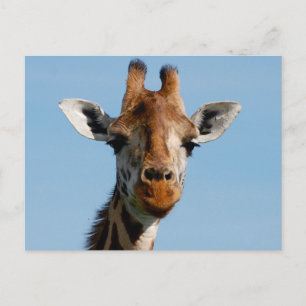Carte Postale Bonjour,