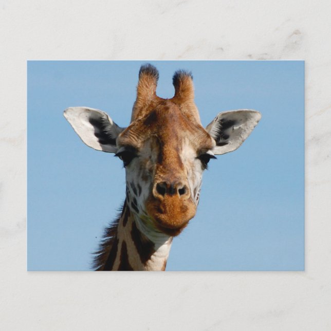 Carte Postale Bonjour, (Devant)