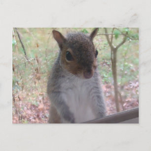 Carte Postale Bonjour !