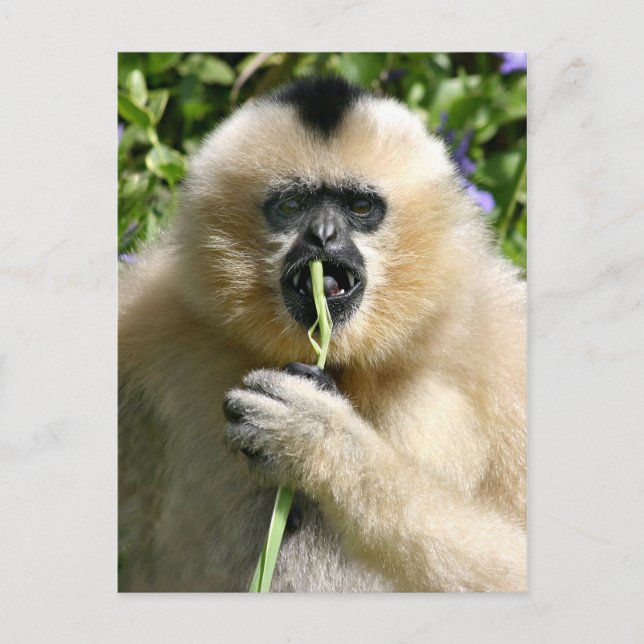 Carte Postale Bonjour (Devant)