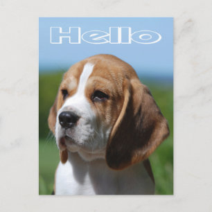 Carte Postale Bonjour Beagle Chien Chien Chien Chien de Voeux Ca