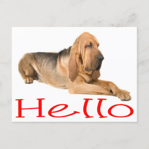 Carte Postale Bonjour Bloodhound Chien Chien Chien de Chien de S