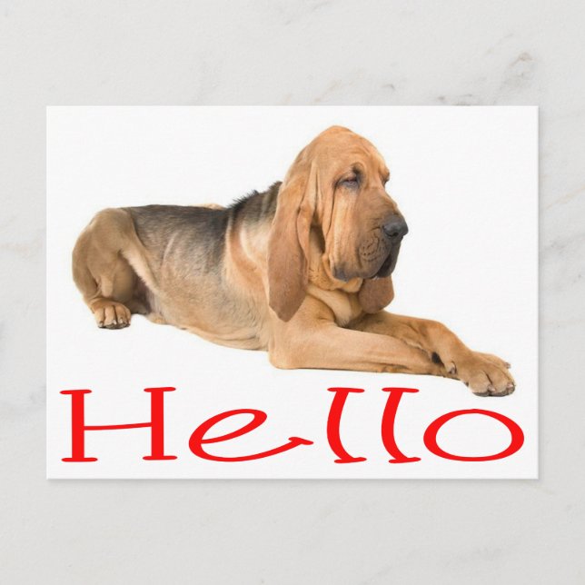 Carte Postale Bonjour Bloodhound Chien Chien Chien de Chien de S (Devant)