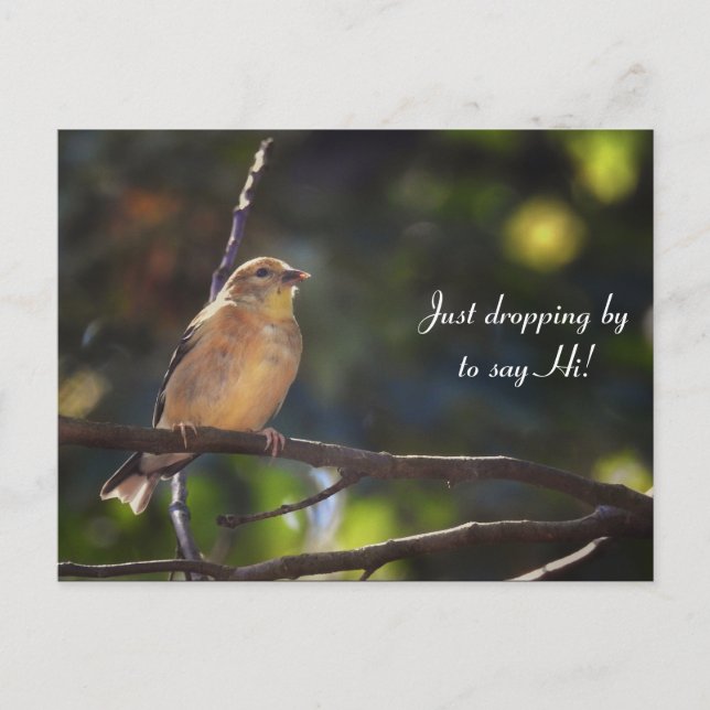 Carte Postale Bonjour, Bonjour, Bird-American Goldfinch (Devant)
