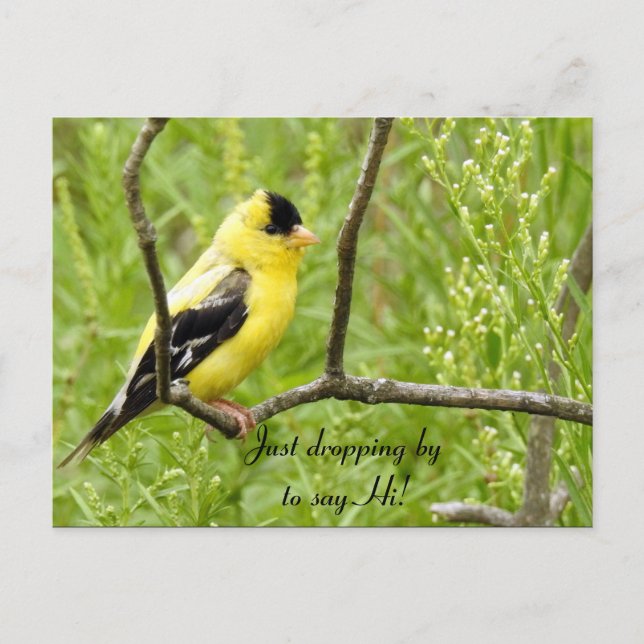 Carte Postale Bonjour, Bonjour, Bird-American Goldfinch (Devant)