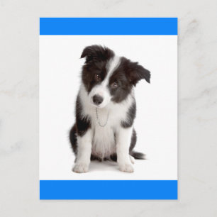 Carte Postale Bonjour Bordure Collie Chien Chien Chien Chien Chi