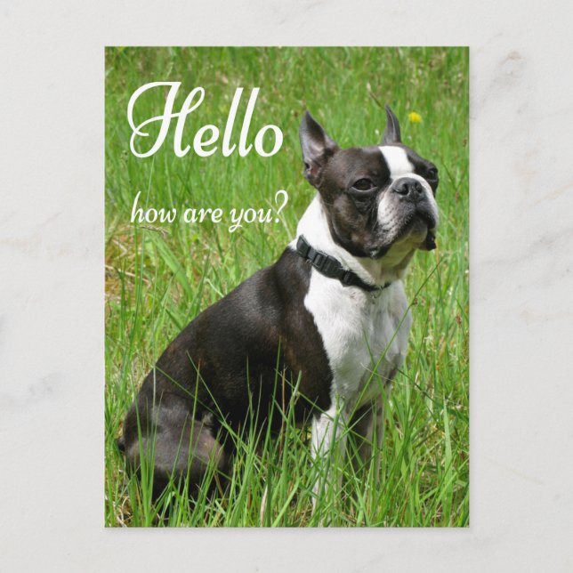 Carte Postale Bonjour Boston Terrier Chien Chien Chien Chien Chi (Devant)