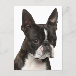 Carte Postale Bonjour Boston Terrier Chien Chien Chien Chien Chi