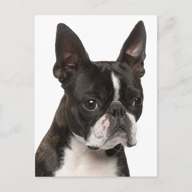 Carte Postale Bonjour Boston Terrier Chien Chien Chien Chien Chi (Devant)