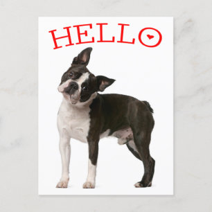 Carte Postale Bonjour Boston Terrier Chien Chien Chien Chien Rou