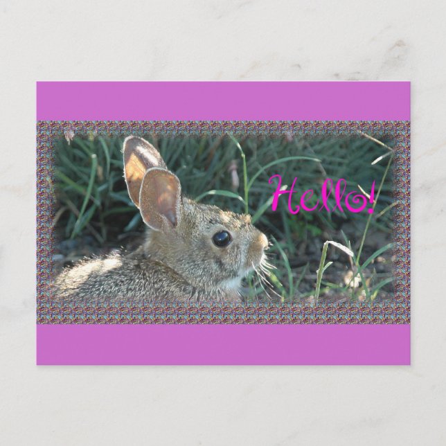 Carte Postale Bonjour Bunny (Devant)