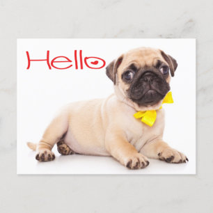 Carte Postale Bonjour Carlin Chien Chien Chien Chien Salutation
