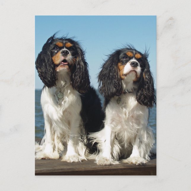 Carte Postale Bonjour Cavalier King Charles Spaniel Chien Chien  (Devant)