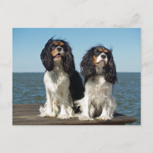 Carte Postale Bonjour Cavalier King Charles Spaniel chiot chien