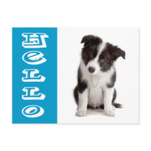 Bonjour chiot Border Collie Bleu