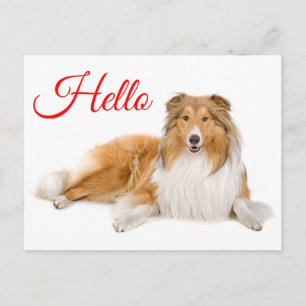 Carte Postale Bonjour chiot Colley Lassie pense à vous