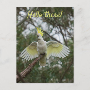 Carte Postale Bonjour ! Cockatoo Parrot Oiseau Open Ailes Person