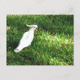 Carte Postale Bonjour Cocky