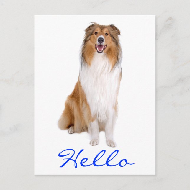 Carte Postale Bonjour Collie Chien Chien Chien Chien Salutation  (Devant)