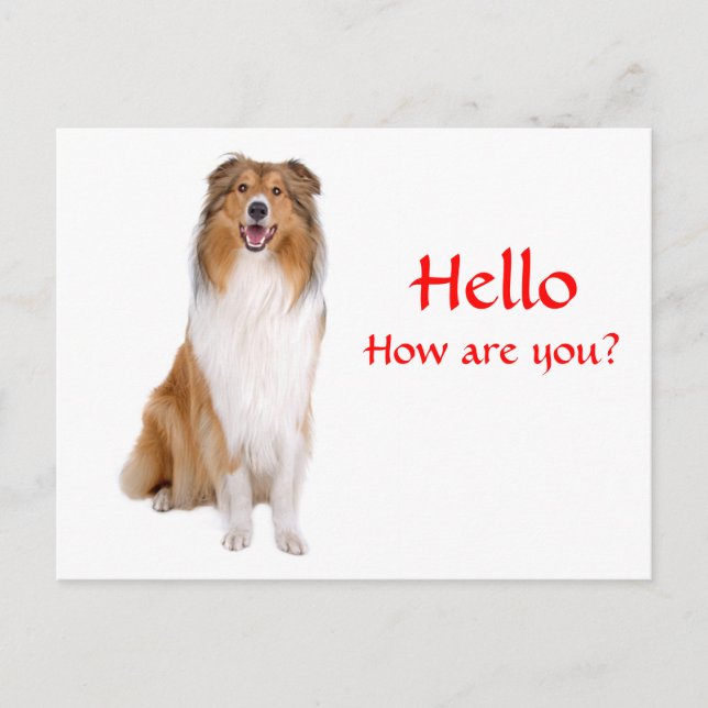 Carte Postale Bonjour Collie Chien Chien Chien Chien Salutation  (Devant)