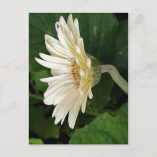 Carte Postale Bonjour Daisy