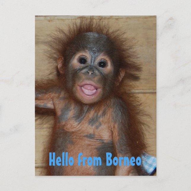 Carte Postale Bonjour de Borneo Orangutan Orphan Secourt (Devant)