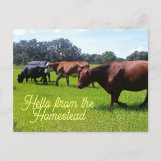 Carte Postale Bonjour de Homestead Cattle Cows Postcard