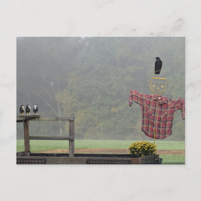 Carte Postale Bonjour ! De l'Épouvantail ! (Devant)