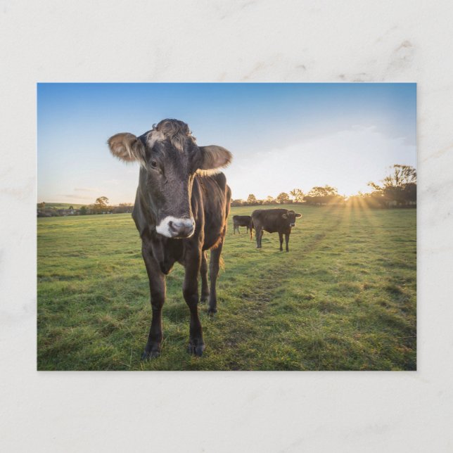 Carte Postale Bonjour, dit la vache (Devant)