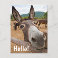 Bonjour | Funky âne ferme animal