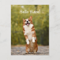Bonjour ! / Funny Corgi