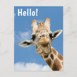 Carte Postale Bonjour    Funny Giraffe Animal