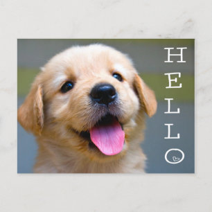 Carte Postale Bonjour Golden Retriever Chien Chien Chien Chien B