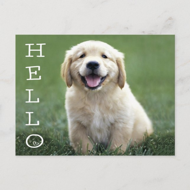 Carte Postale Bonjour Golden Retriever Chien Chien Chien Chien B (Devant)